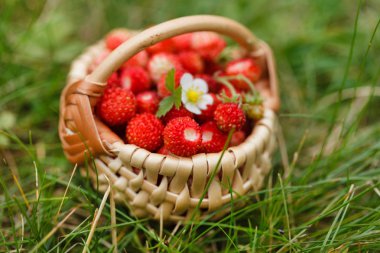 yabani çilek sepeti, yakın