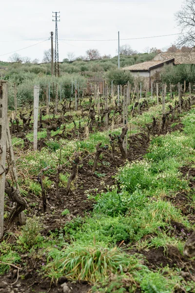 Biodinamic Vineyard Sicily Nature — Stock Photo, Image