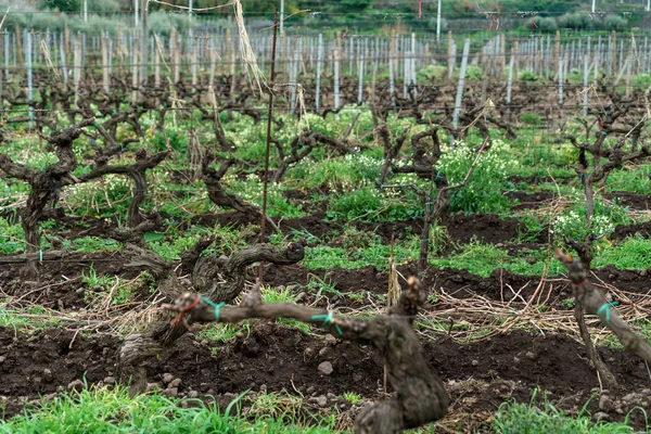 biodinamic vineyard in Sicily. Nature