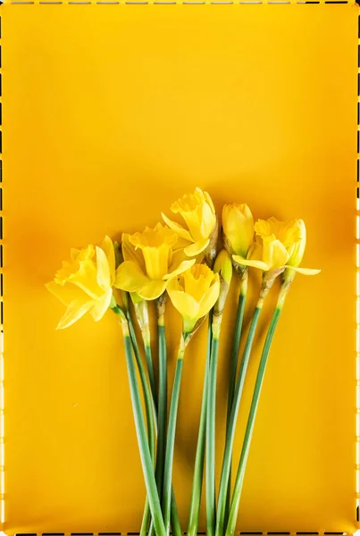 黄色黄色水仙花 — 图库照片