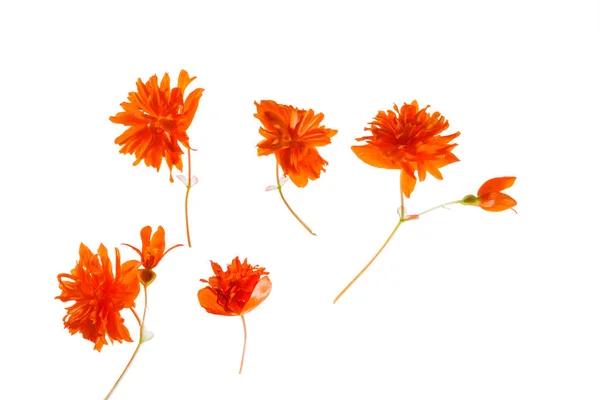Orange Blommor Vallmo Blomma Isolerad Vit Bakgrund — Stockfoto