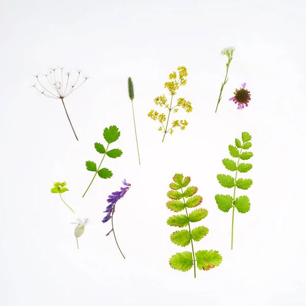 Nature Composition White Background — Stock Photo, Image