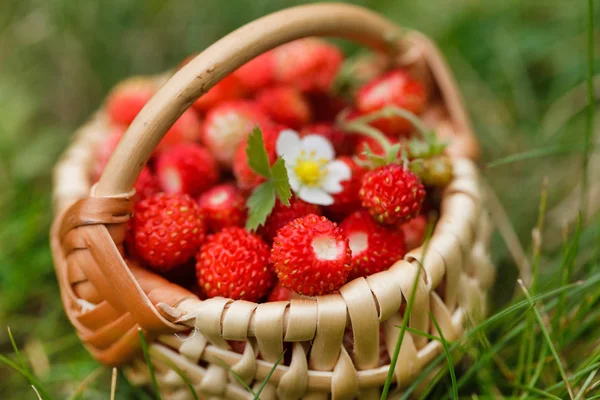 Cesta Fresas Silvestres Cerca — Foto de Stock