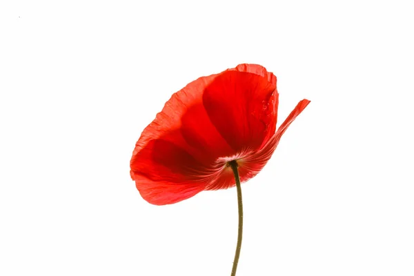 Poppy Isolated White — Stock Photo, Image