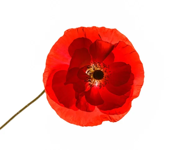 Poppy Üzerinde Beyaz Izole — Stok fotoğraf