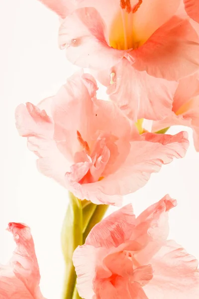 Gladiolus Flores Isoladas Close — Fotografia de Stock