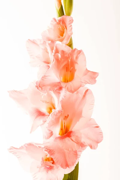 Fiori Gladiolus Isolati Ravvicinato — Foto Stock