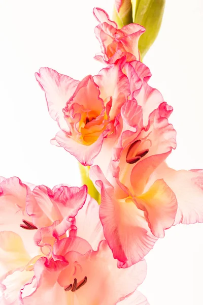 Gladiolus Blommor Isolerade Närbild — Stockfoto