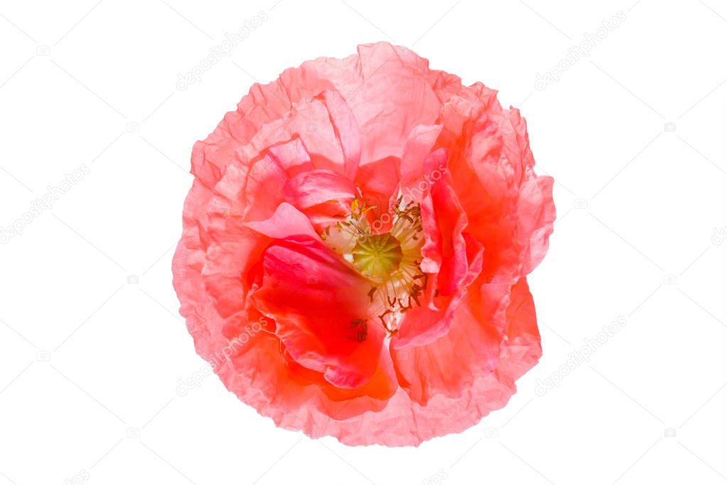 poppy flower isolated on white background