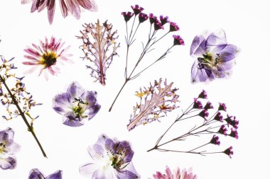 Beyaz arkaplanda kuru çiçekler 