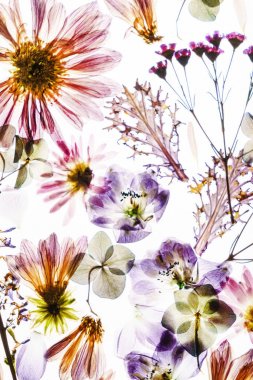 Beyaz arkaplanda kuru çiçekler 