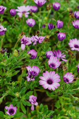 açık havada güzel mor çiçekleri