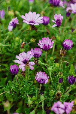 açık havada güzel mor çiçekleri