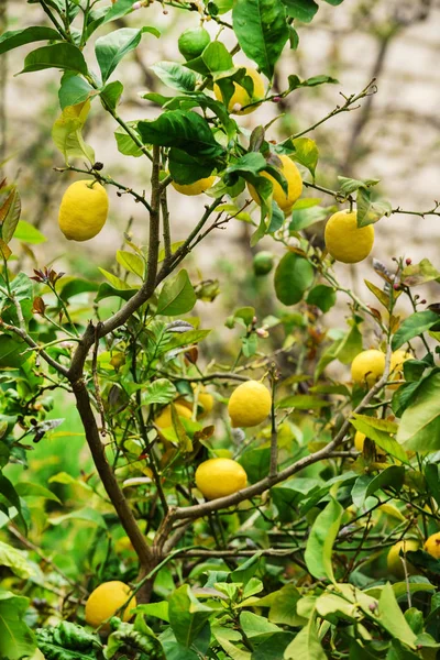 Zitronenbaum Mit Wachsenden Zitronen — Stockfoto