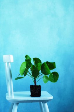 Pilea peperomioides sandalyede, yakın çekim