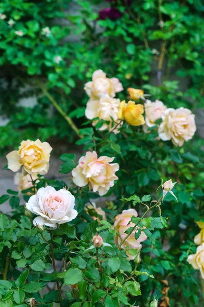 Bright Nice Roses Garden Close — Stock Photo, Image