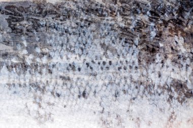 donmuş alabalık balık, yakın çekim