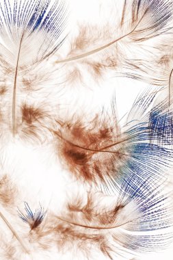 tüy arka plan yakın çekim