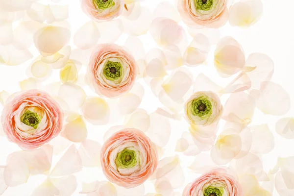 Ranunculus Rózsaszín Virágok Fehér Háttér — Stock Fotó