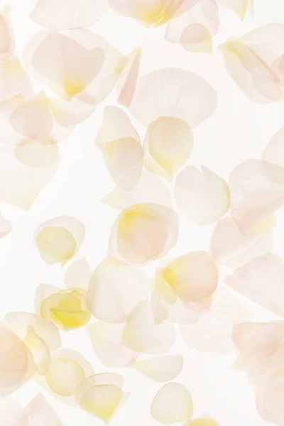 柔らかい花弁背景をクローズ アップ — ストック写真