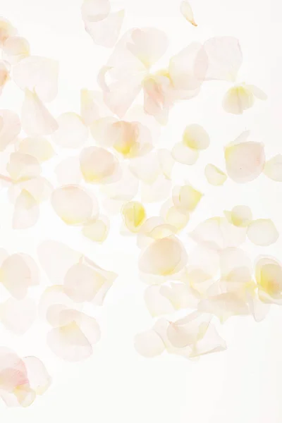 柔らかい花弁背景をクローズ アップ — ストック写真