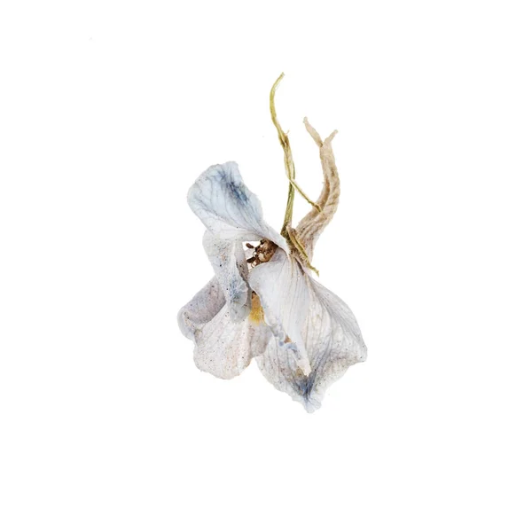 Flor Azul Fundo Branco — Fotografia de Stock