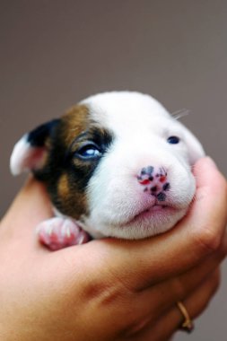 Şirin Jack Russell Terrier köpek yavrusu