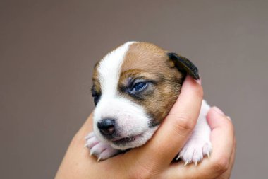Şirin Jack Russell Terrier köpek yavrusu