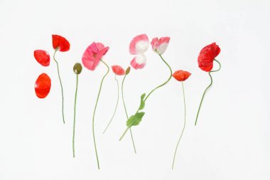 haşhaş çiçekleri beyaz, yakın çekim