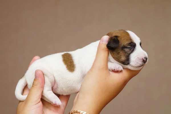 Carino Jack Russell Terrier Cucciolo — Foto Stock