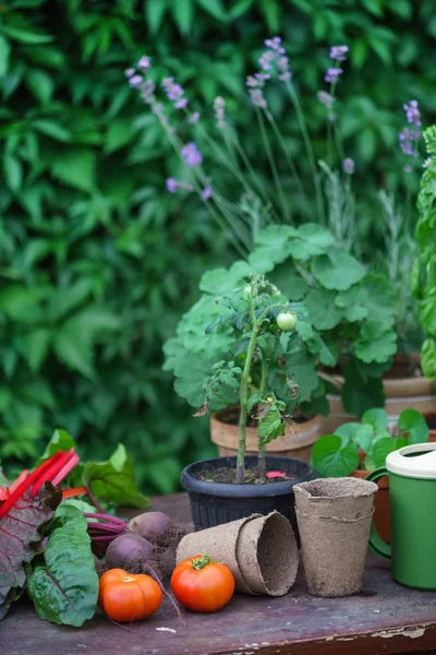 Letní Zahrada Rostliny Zblízka — Stock fotografie