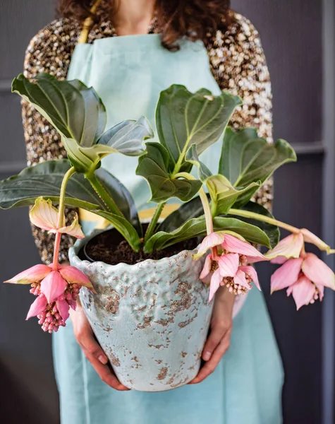 Donna Con Fiore Medinilla Nel Vaso — Foto Stock