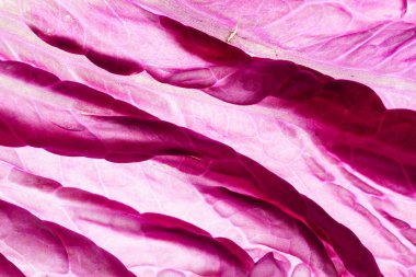 Çin lahanası mor, yakın çekim