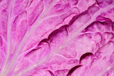 Çin lahanası mor, yakın çekim