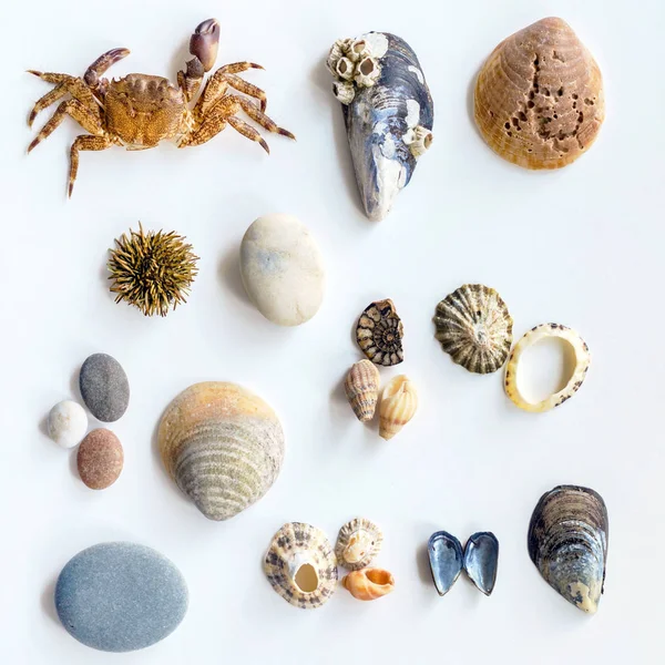 Collection Seashells White Background — Stock Photo, Image