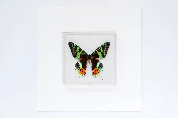 Butterfly Het Frame Close — Stockfoto