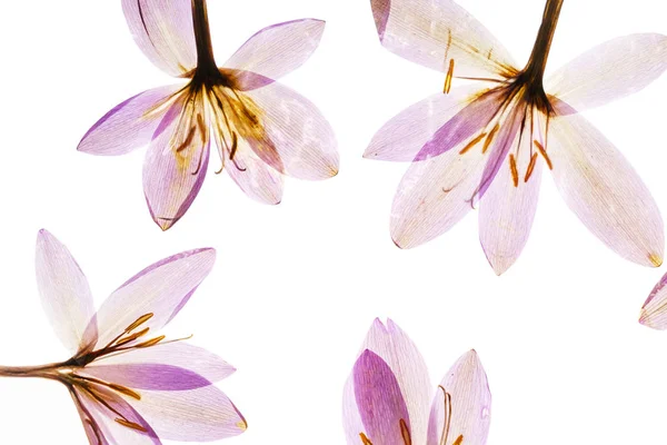 乾燥した白いクロッカスの花 クローズ アップ — ストック写真
