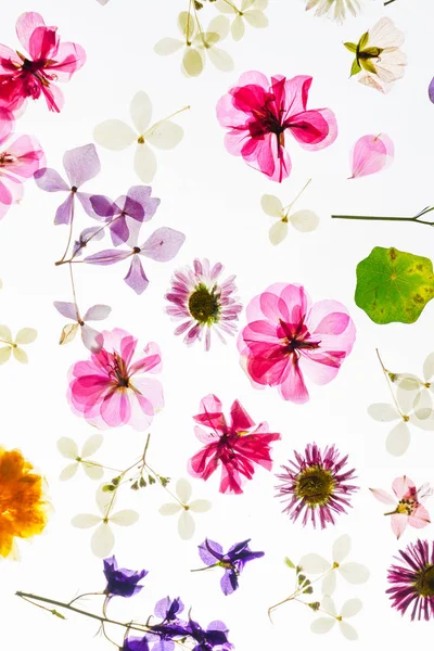 beyaz izole renkli kuru çiçekler 