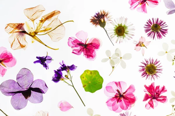 beyaz izole renkli kuru çiçekler 