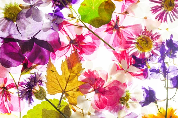 Beyaz arka plan üzerinde renkli kuru çiçekler