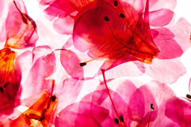 parlak açelya çiçek izole beyaz zemin üzerine