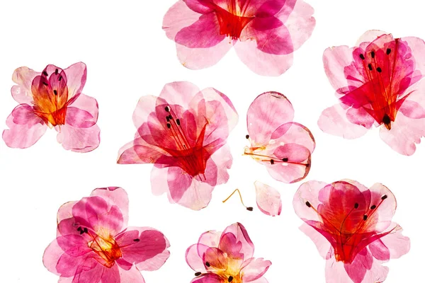 Světlé Azalky Květy Bílém Pozadí Izolované — Stock fotografie