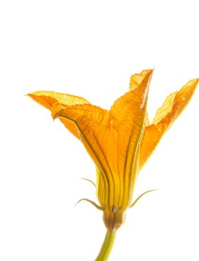 Kabak izole üzerinde beyaz zemin çiçek