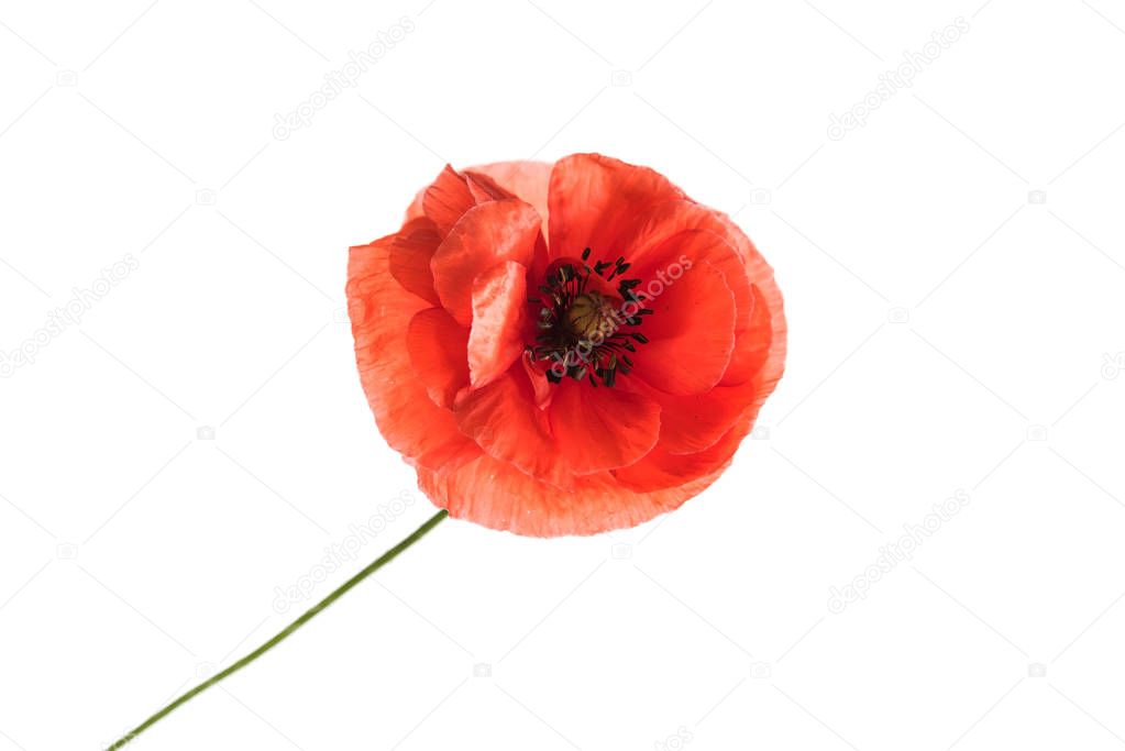 poppy flower isolated on white background