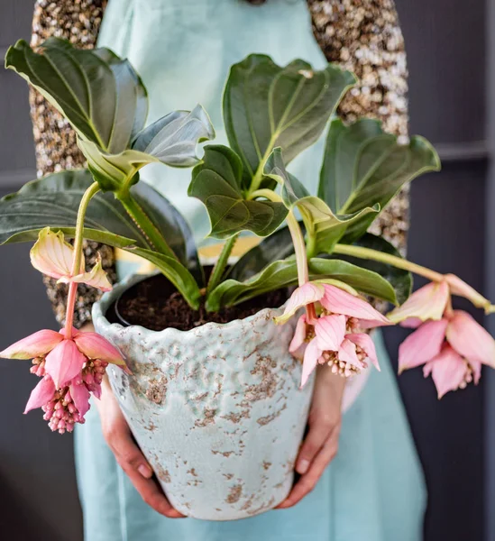 exotic flower in the pot, close up