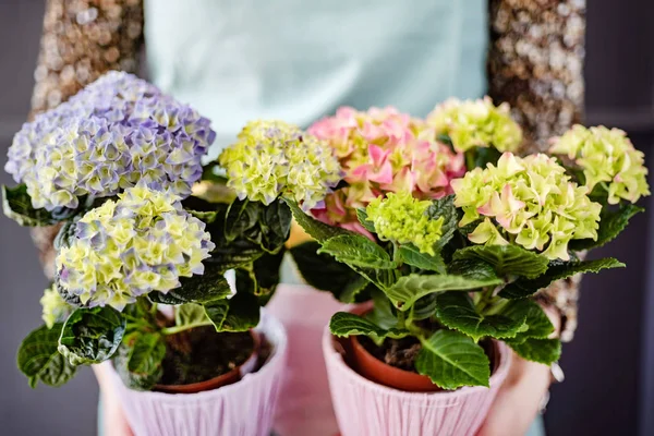 Hydrangea Potten Close — Stockfoto