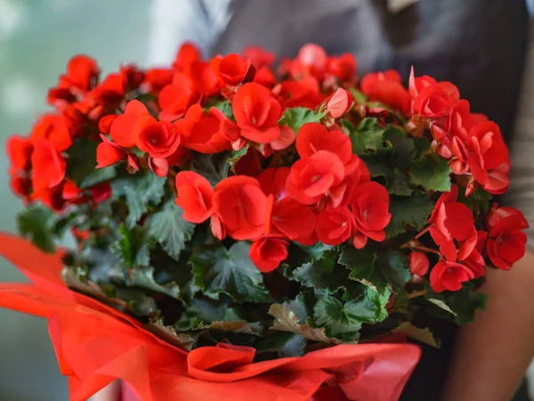 Begonia Bloemen Pot Close — Stockfoto