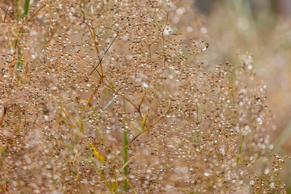 Bello Sfondo Della Natura Primo Piano — Foto Stock