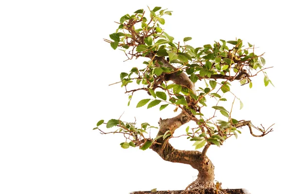 Bonsai Tree Close Flora — Stock Photo, Image