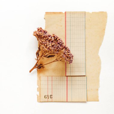 Vintage Kağıt arka plan ve kuru çiçek 